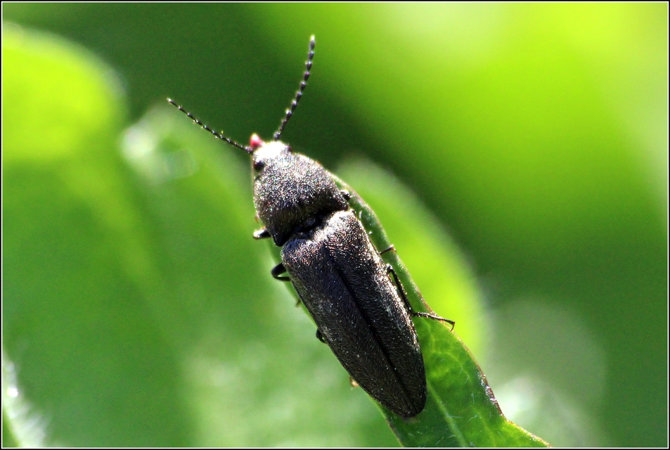 Cidnopus pilosus - szőrös pattanó
