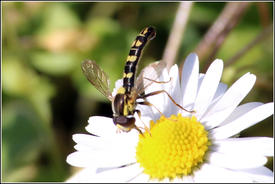 Sphaerophoria