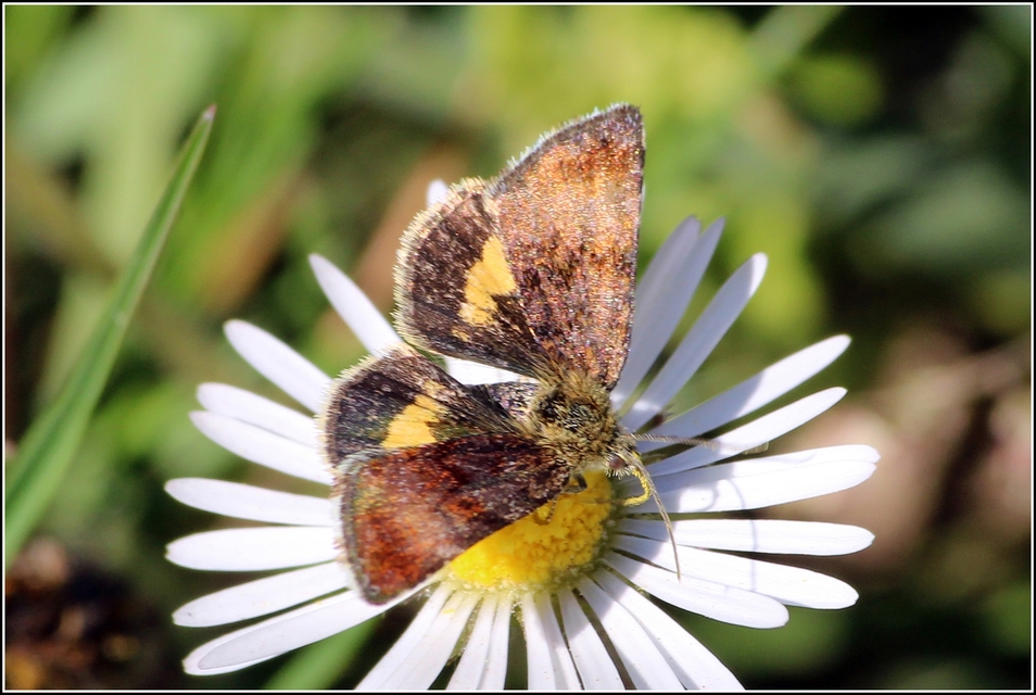 Panemeria tenebrata - apró sárgabagoly