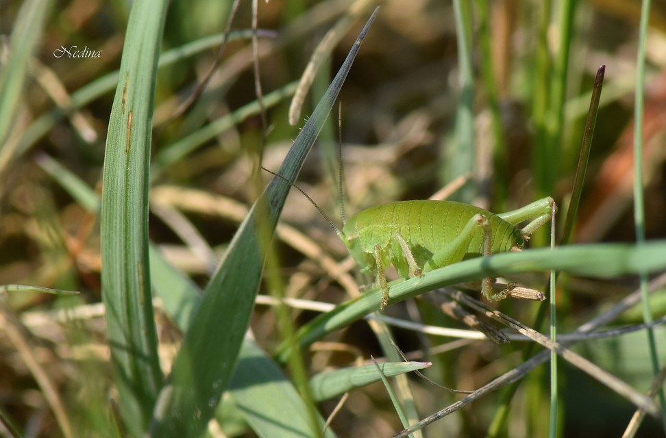 Polysarcus denticauda - fogasfarkú szöcske