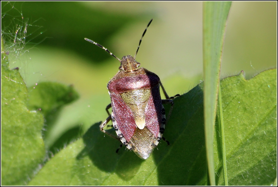 Dolycoris baccarum - közönséges bogyómászó-poloska