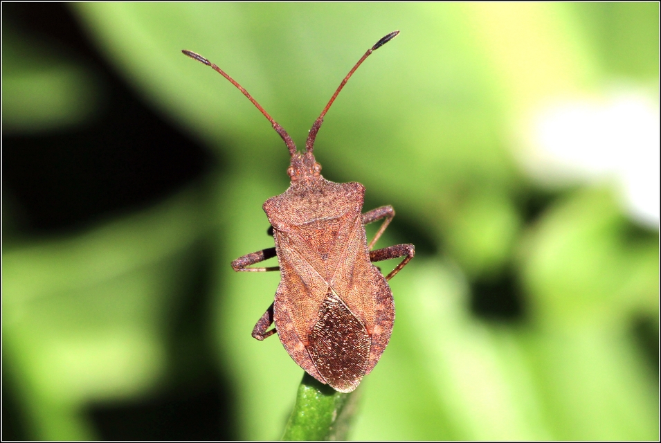 Coreus marginatus - közönséges karimáspoloska