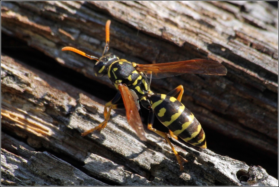 Polistes dominulus - déli papírdarázs