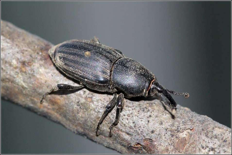 Sphenophorus striatopunctatus - mezei zsuzsok