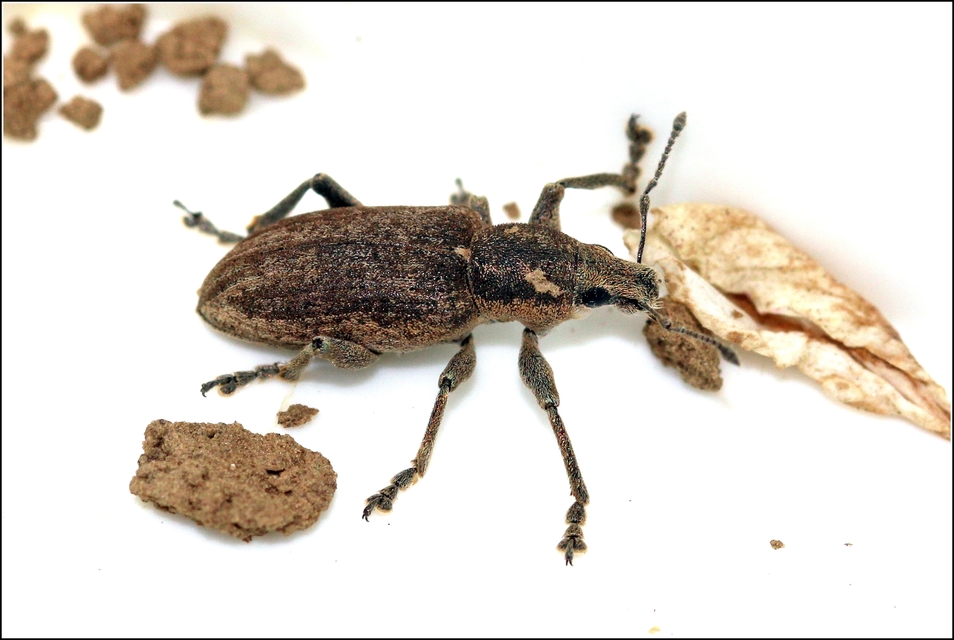 Tanymecus palliatus - közönséges hegyesfarúbarkó