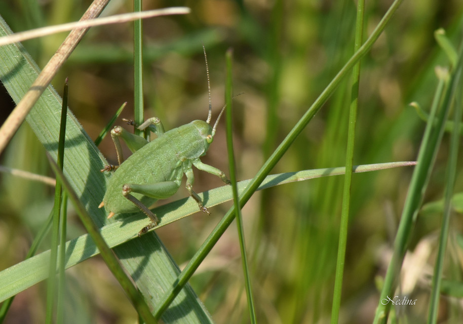 Polysarcus denticauda - fogasfarkú szöcske