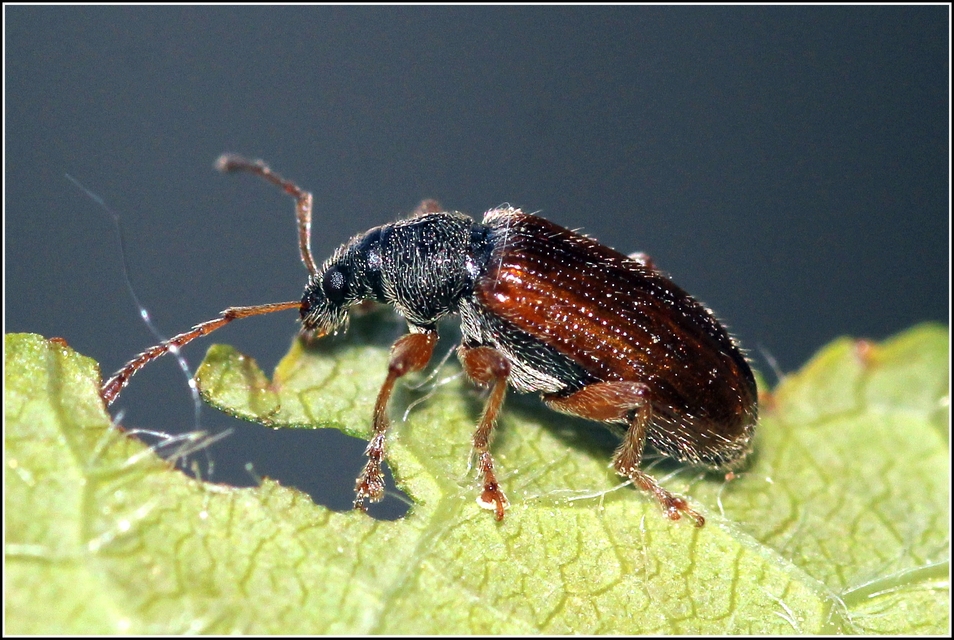 Phyllobius oblongus - közönséges levélormányos