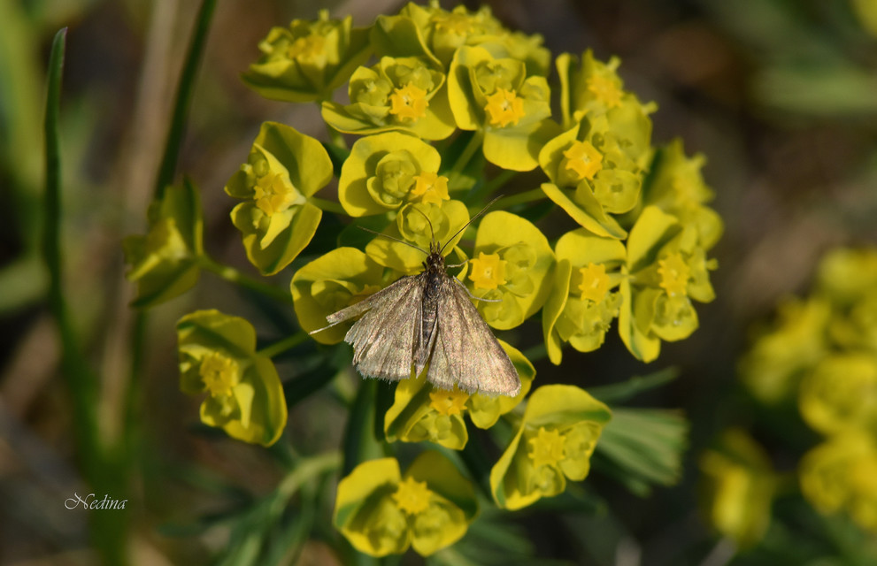 Pyrausta despicata - réti bíbormoly