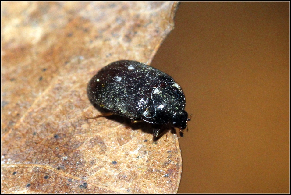 Attagenus pellio - közönséges szűcsbogár