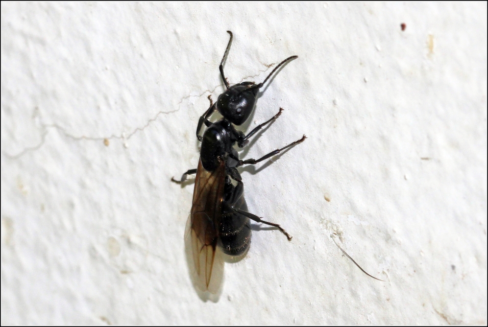 Camponotus