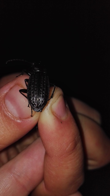 Carabus granulatus - mezei futrinka