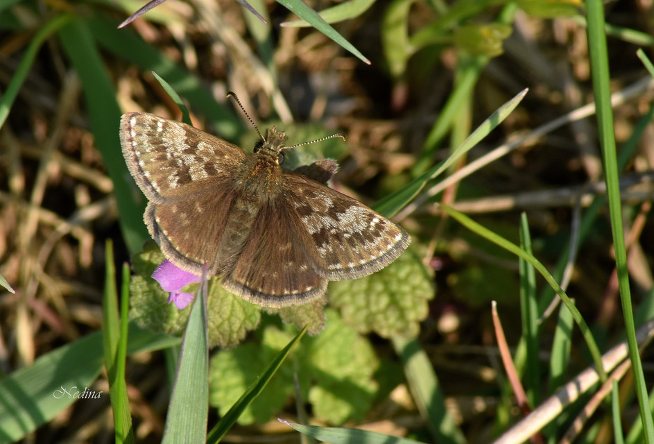 Erynnis tages - cigánylepke