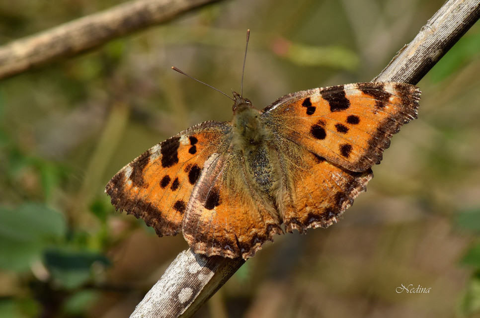 Nymphalis polychloros - nagy rókalepke