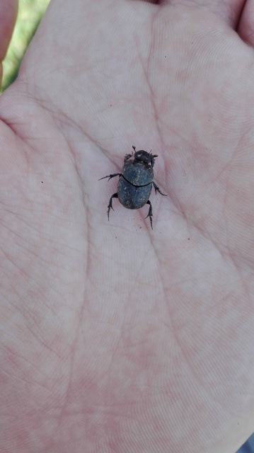 Onthophagus vitulus - ürgevendég trágyatúró