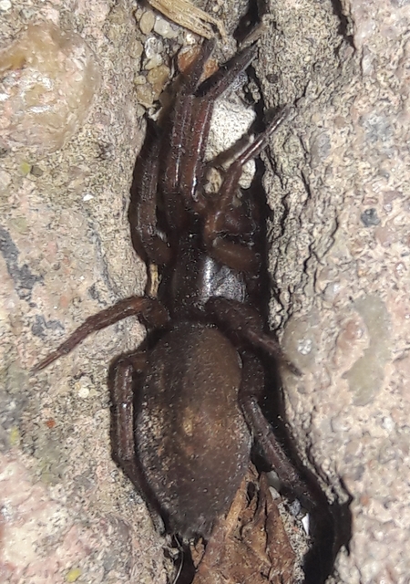 Haplodrassus dalmatensis