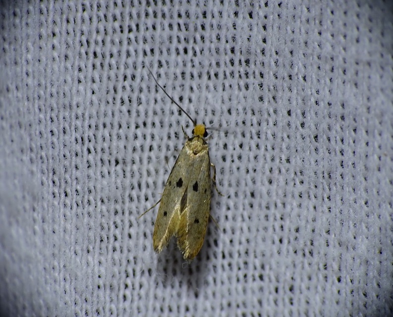 Tinea trinotella - hárompettyes fészekmoly