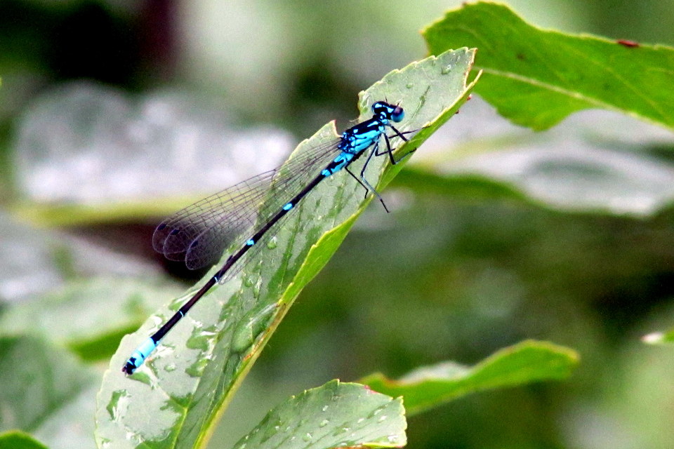 Coenagrion pulchellum - karcsú légivadász