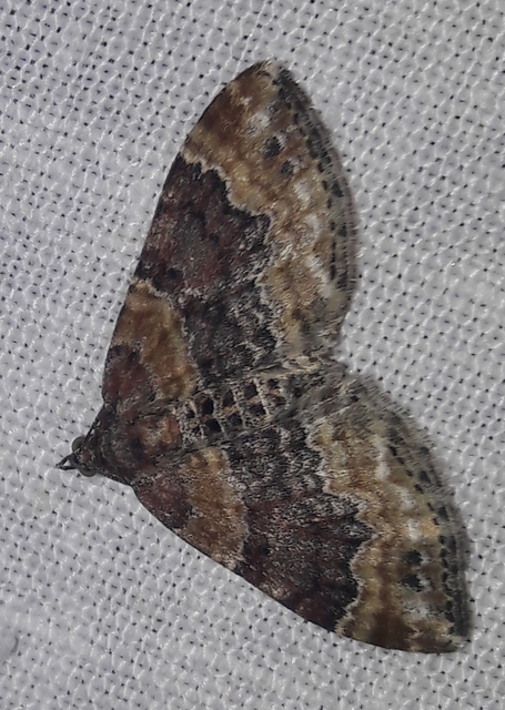 Xanthorhoe