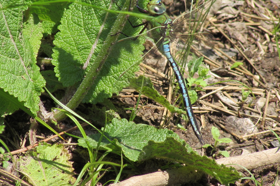 Anax imperator - zöld óriásacsa