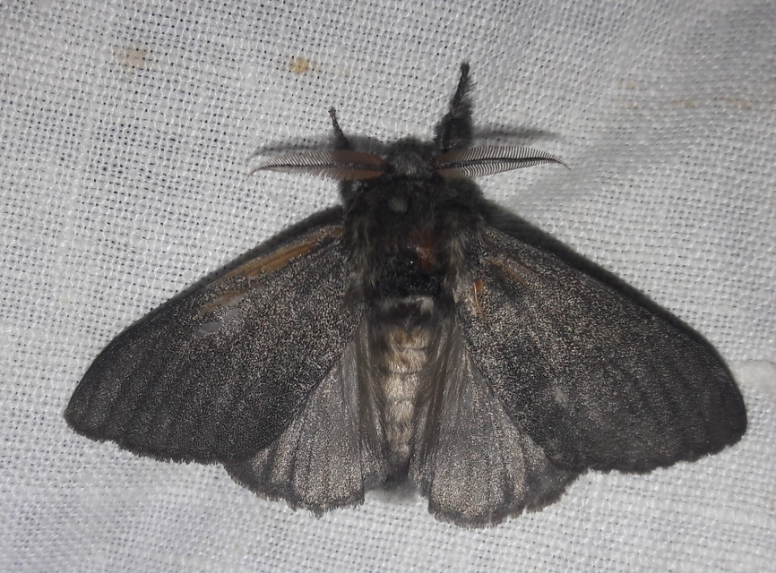 Calliteara pudibunda - hamvasszövő