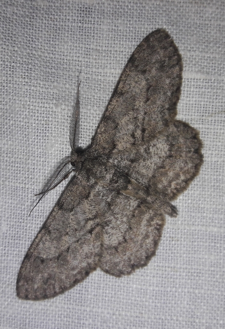 Hypomecis punctinalis - pettyes faaraszoló