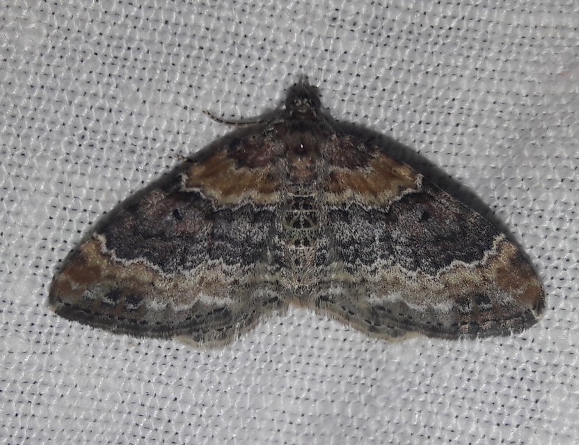 Xanthorhoe