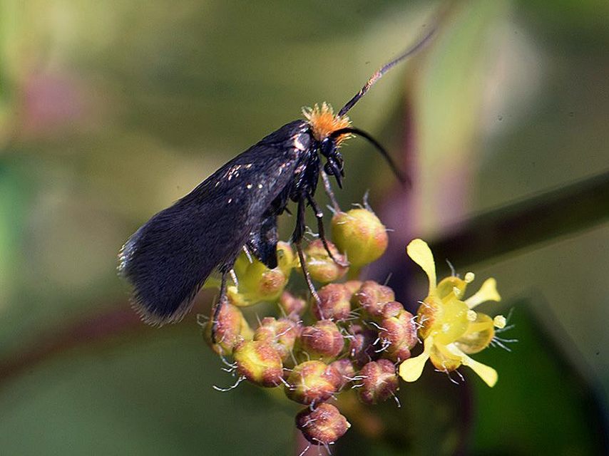 Adelidae - hosszúcsápú-tőrösmolyfélék