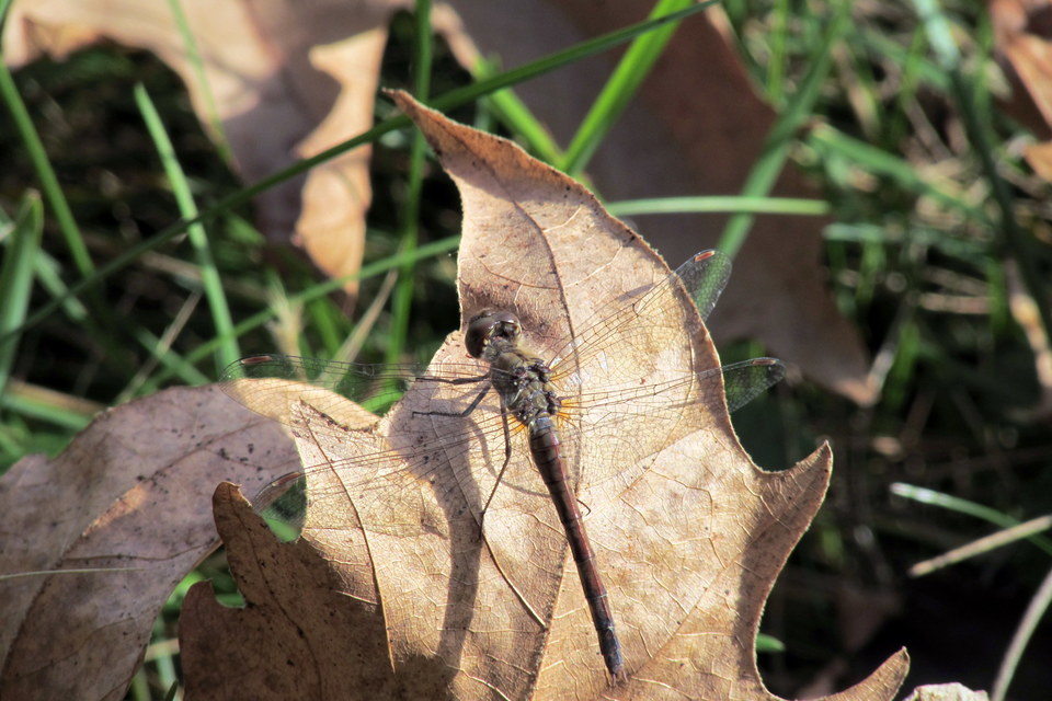 Sympetrum striolatum - harántsávos katona-szitakötő