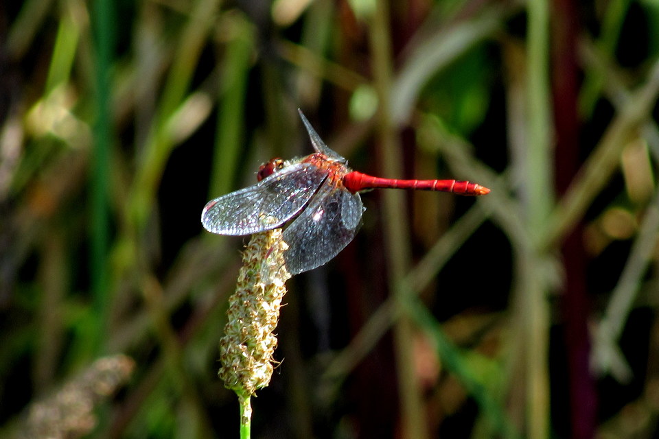 Sympetrum sanguineum - vörös katona-szitakötő