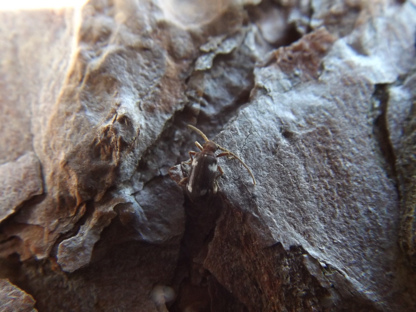 Ptinus sexpunctatus - hatfoltos tolvajbogár