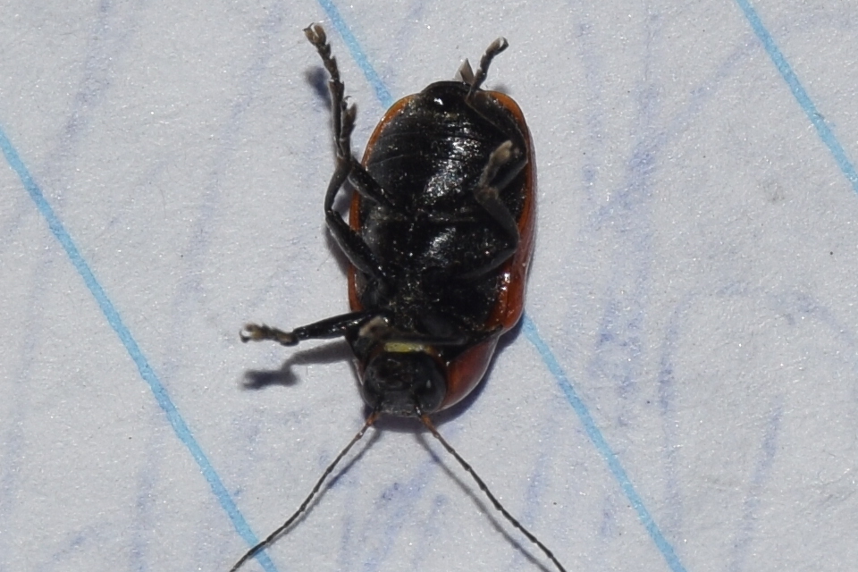 Cryptocephalus coryli - mogyoró-zömökbogár