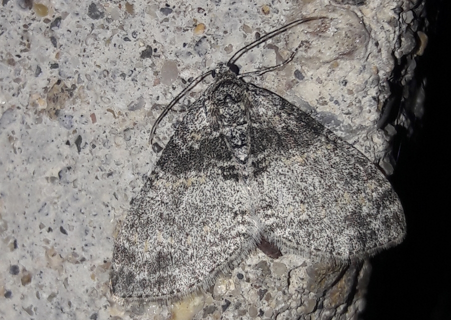 Lobophora halterata - szárnyfüggelékes araszoló