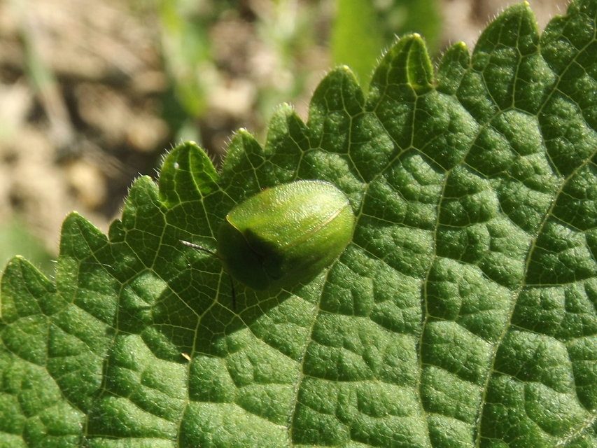 Cassida viridis - zöld pajzsbogár Cassida viridis - zöld pajzsbogár