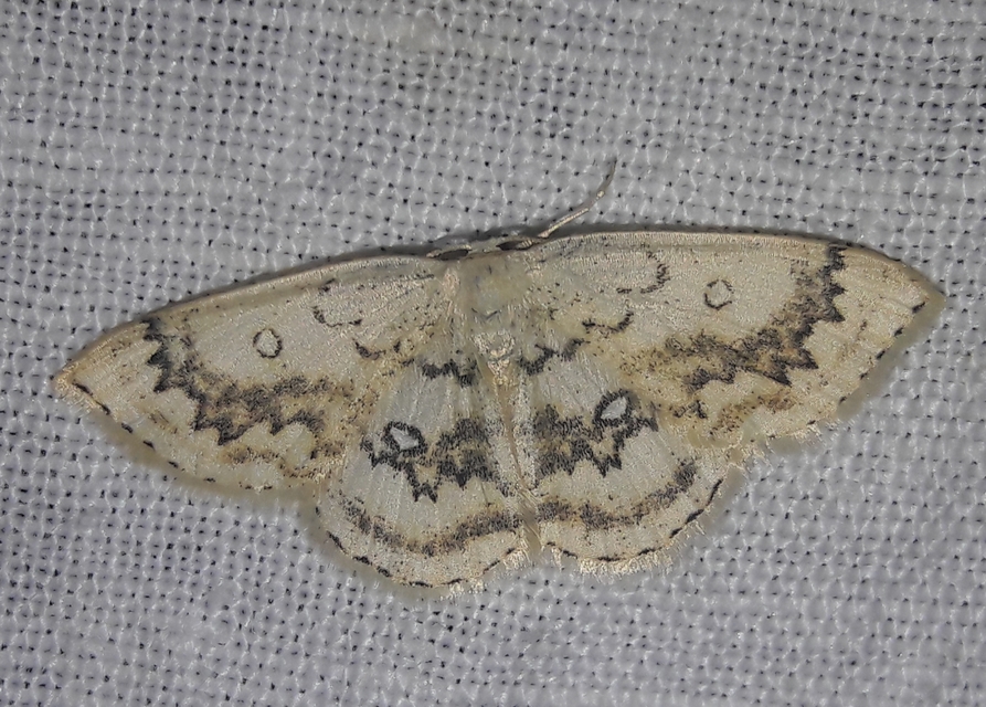 Cyclophora annularia - gyűrűs pettyesaraszoló