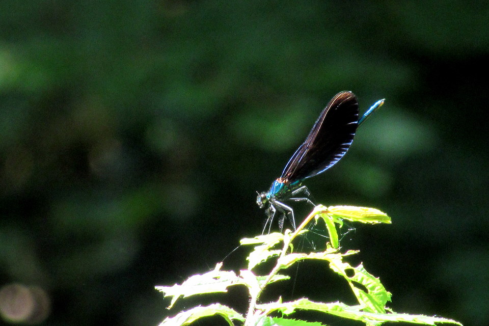 Calopteryx virgo - kisasszony-szitakötő