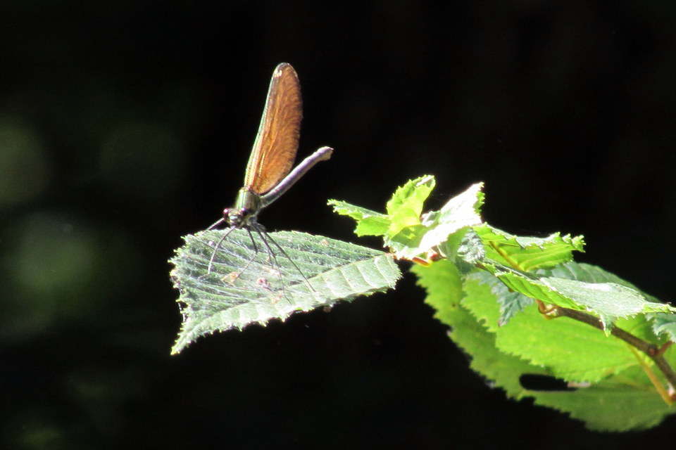 Calopteryx virgo - kisasszony-szitakötő
