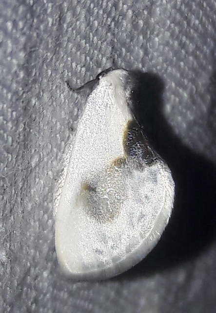 Cilix glaucata - törpe sarlósszövő