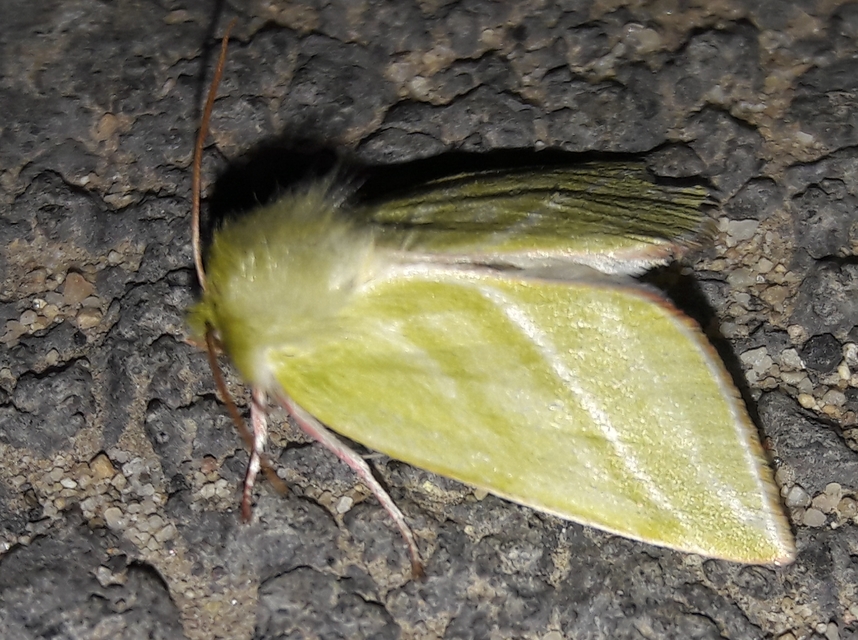 Pseudoips prasinana - bükkfa-zöldbagoly