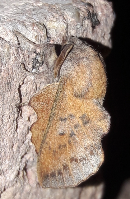 Phyllodesma tremulifolia - nyárlevélpohók