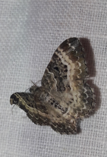 Epirrhoe alternata - galaj-tarkaaraszoló