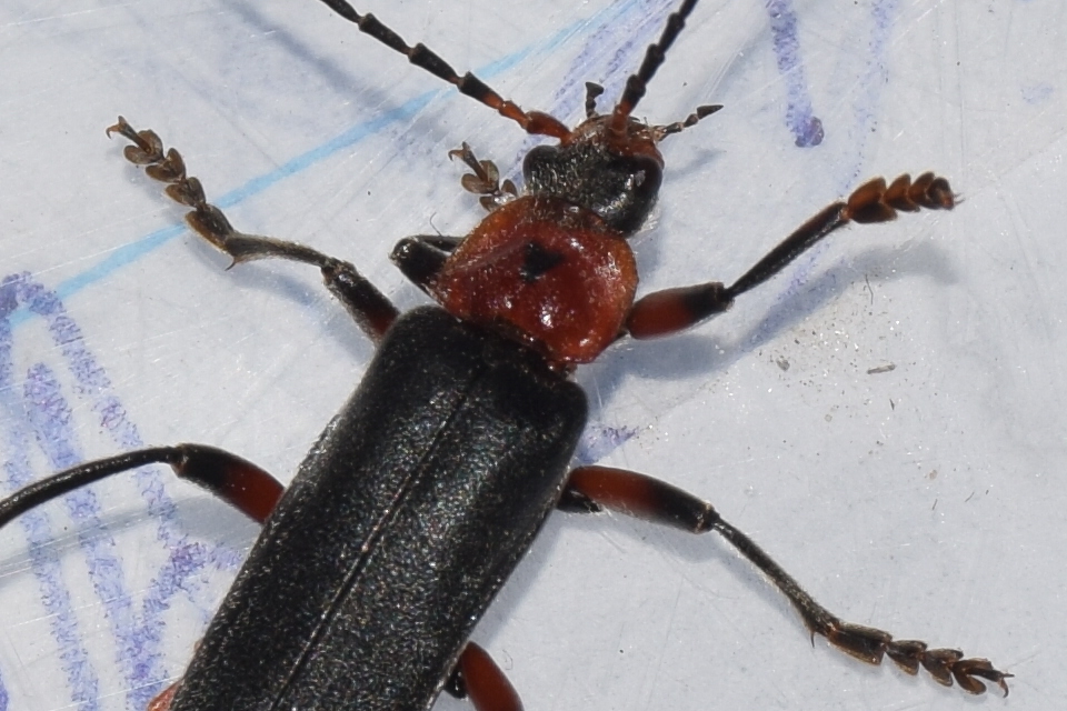 Cantharis rustica - suszterbogár