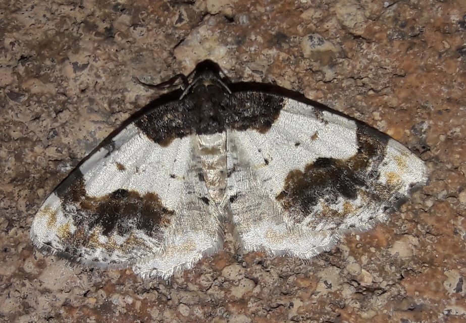 Ligdia adustata - barna levélaraszoló