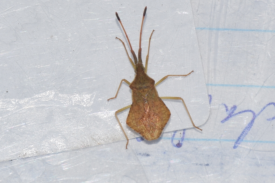 Syromastus rhombeus - vitorlás karimáspoloska
