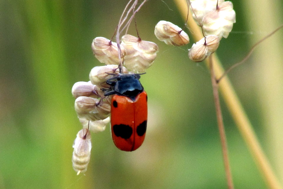 Clytra laeviuscula - fűzfa-zsákhordóbogár