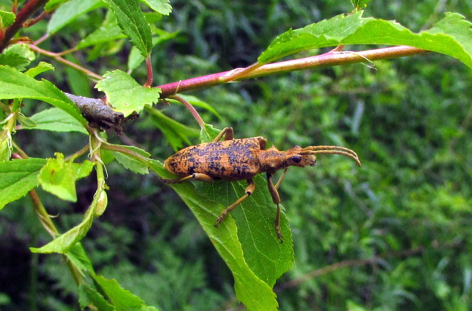 Rhagium sycophanta - tölgyes-tövisescincér