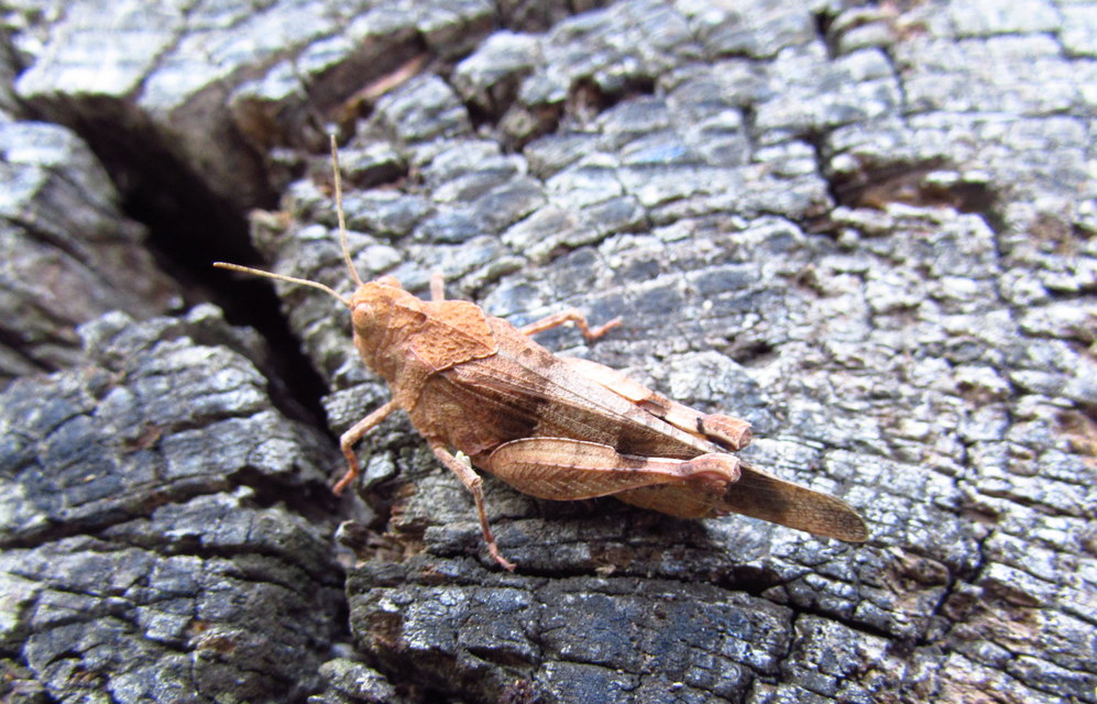 Oedipoda caerulescens - kékszárnyú sáska