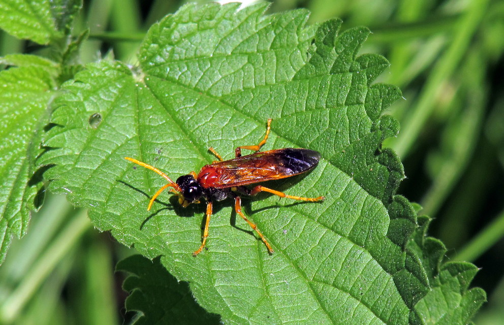 Tenthredinidae - valódi levéldarazsak