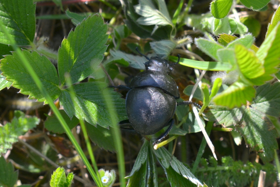 Lethrus apterus - nagyfejű csajkó