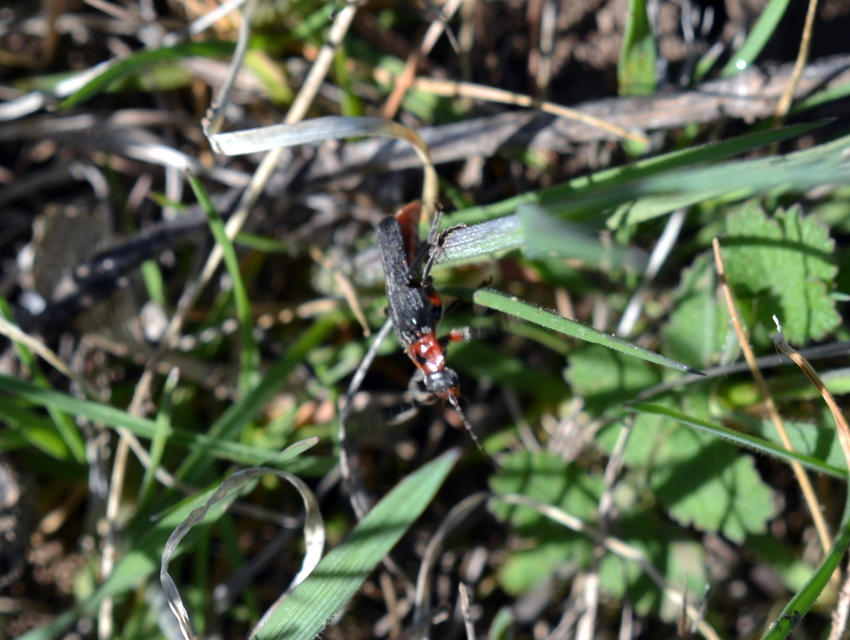 Cantharis rustica - suszterbogár