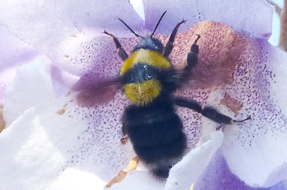Bombus argillaceus - délvidéki poszméh